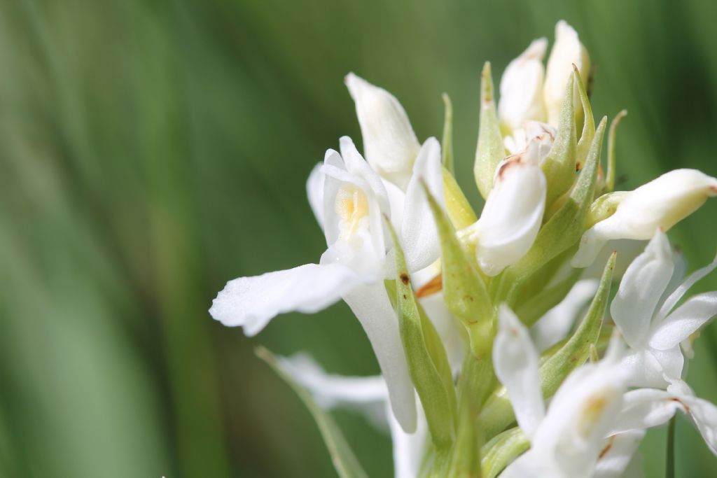 Orchidea da identificare